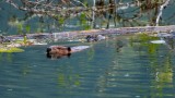 BeaverBarnabySlough042918.jpg