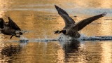GeeseBarnabySlough050118.jpg