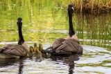 CanadianGooseBrood2_050418.jpg