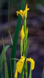 IrisBumbleBee052618.jpg