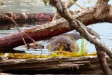 BeaverSlapBarnabySlough081918_1.jpg