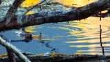 BeaverSlapBarnabySlough082718.jpg