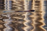 BeaverBarnabySlough082718.jpg