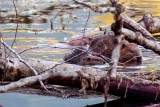 BigLittleBeaver090418.jpg