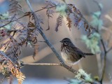 Sparrow111718.jpg