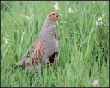 Partridge / Patrijs / Perdix perdix