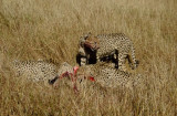 animals_of_masai_mara