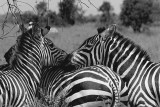 masai_mara_monochrome