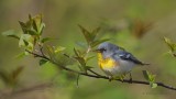 Paruline à collier_Y3A2787 - Northern Parula