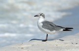 Sea Gulls