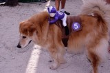 pet_masquerade_2012