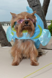 pet_masquerade_2011