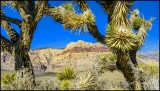 Joshua tree