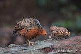 Partridge, Ferruginous @ Bukit Tinggi