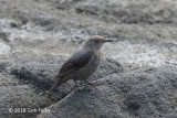 Thrush, Blue Rock (fem) @ Hachijo-jima