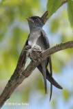 Treeswift, Grey-rumped (female+chick) @ AMK