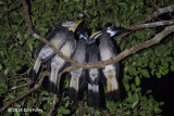 Hornbill, Bushy Crested