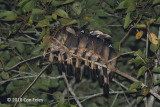 Hornbill, Bushy-crested