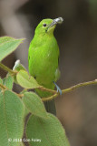 Leafbird, Greater Green