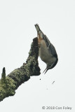 Nuthatch, White-breasted (male) @ Boothbay Harbor