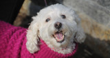 At the Cold Spring Harbor holiday dog parade.
