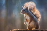 Squirrels