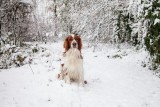 Joep, Our Welsh springer spaniel