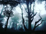 The Ghost Tree
