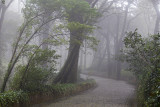Foggy Sintra