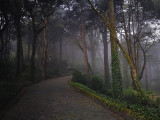 Foggy Forest