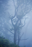 Another Ghost Tree