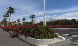 Blooming streets, Valencia