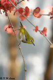 Japanese White-eye DSC_9481