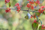 Japanese White-eye DSC_9562