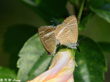 Lampides boeticus DSC_8679