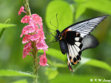 Papilio memnon (美鳳蝶)