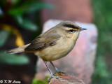 Black-browed Reed Warbler (黑眉葦鶯)