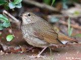 Rufous-tailed Robin (紅尾歌鴝)