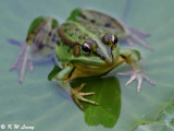 Reptiles & Amphibians