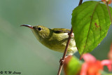 Fork-tailed Sunbird (叉尾太陽鳥)