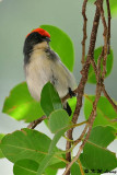Scarlet-backed Flowerpecker (朱背啄花鳥)