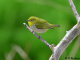 Japanese White-eye (暗綠繡眼鳥)