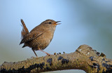 Gærdesmutte - Troglodytes troglodytes - Eurasian Wren