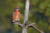 Parrot Crossbill - Stor Korsnæb