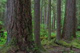 Olympic National Park