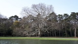 Laxenburg