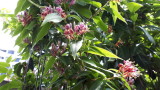 my garden