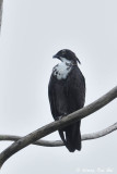 (Macheiramphus alcinus) Bat-Hawk