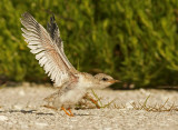 Terns