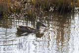 Northern Shoveler